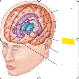 <p>Hvaða hlut i heilans er þetta?</p>