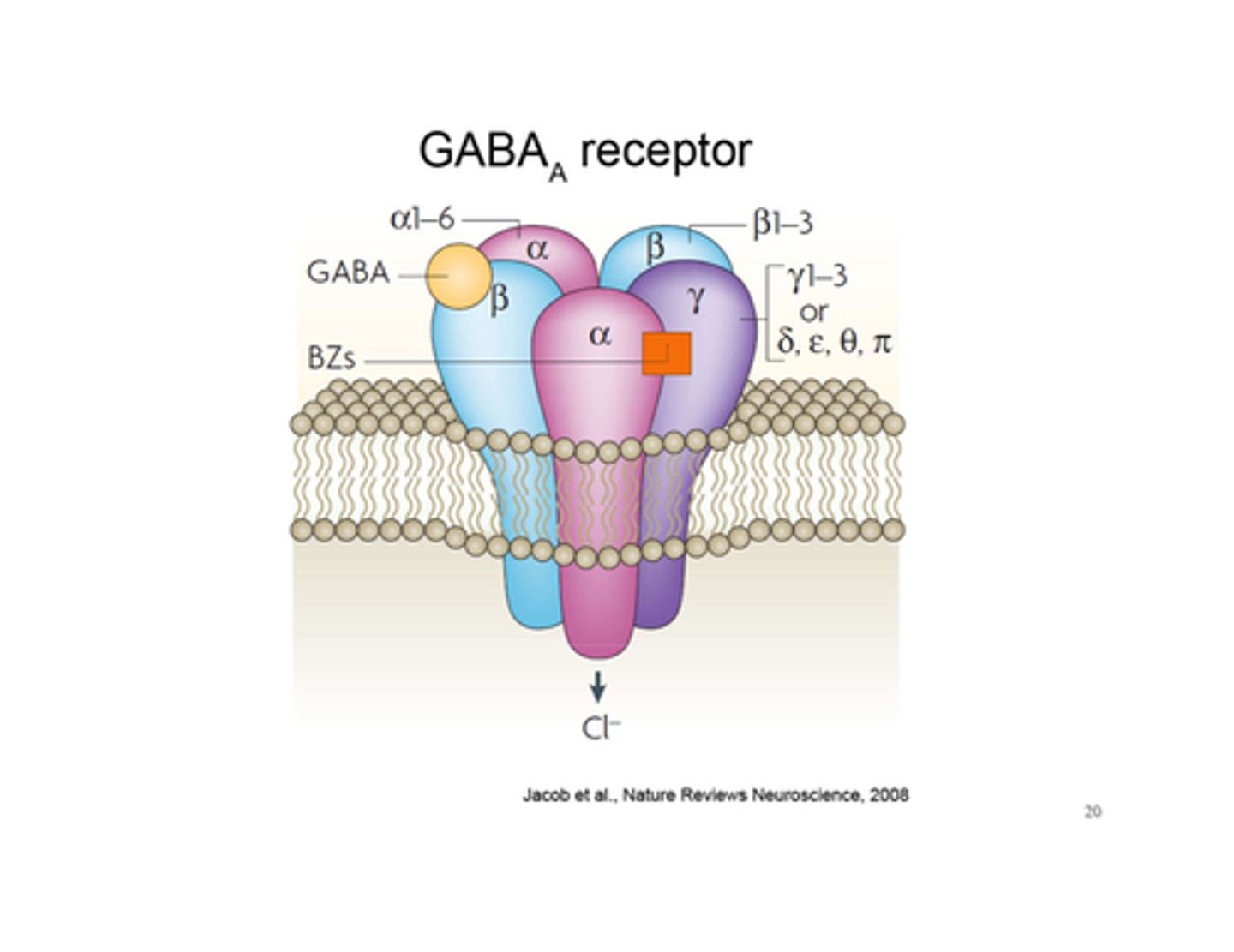 <p>Facilitate GABAa action by increasing the frequency of chloride channel opening;</p>