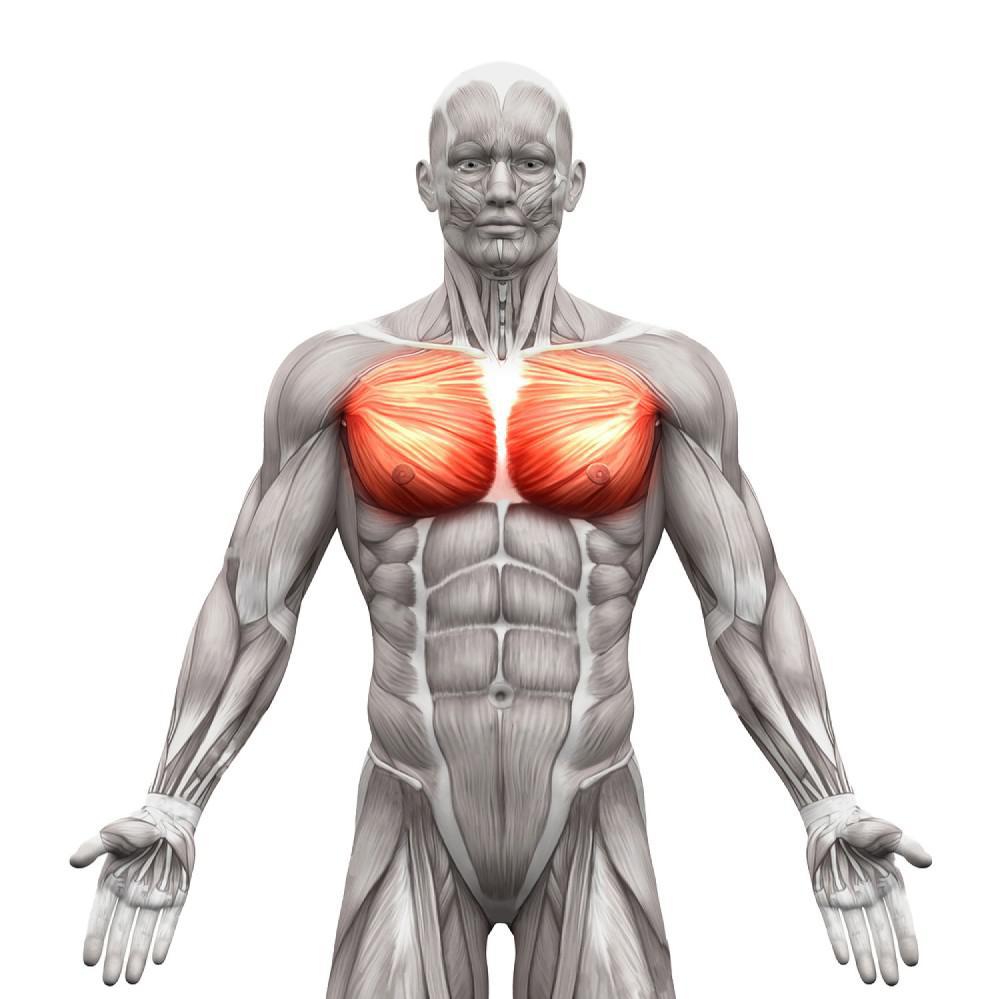 Identify what muscle this is