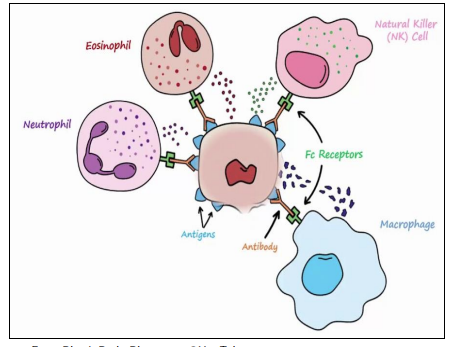 <ul><li><p>antibody mediated&nbsp;</p></li><li><p>Mediated by<strong> IgG </strong>(IgG1, IgG2, IgG3) binding to antigens on<strong> cell or tissue surfaces</strong></p></li><li><p>- Effector mechanisms:</p></li><li><p>IgG Fc binds Fcγ receptors on <strong>macrophages &amp; NK cells </strong>→ cytotoxicity</p></li><li><p><strong><u>IgG activates complement </u></strong>→ opsonisation &amp; phagocyte recruitment</p></li><li><p><strong><u>Outcome:</u></strong> degranulation or phagocytosis, causing<em> tissue damage</em></p></li><li><p><mark data-color="#d9fcb7" style="background-color: rgb(217, 252, 183); color: inherit;">Typically organ-specific (selfantigen on target tissue)</mark></p></li></ul><p><em>Examples: autoimmune hemolyticanemia, Goodpasture’s syndrome, myasthenia gravis</em></p>