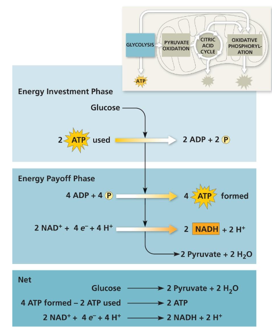 <ol><li><p>the investment phase → energy is consumed, glucose is split into two</p></li><li><p>the payoff phase → ATP is one of the products</p></li></ol><p></p>