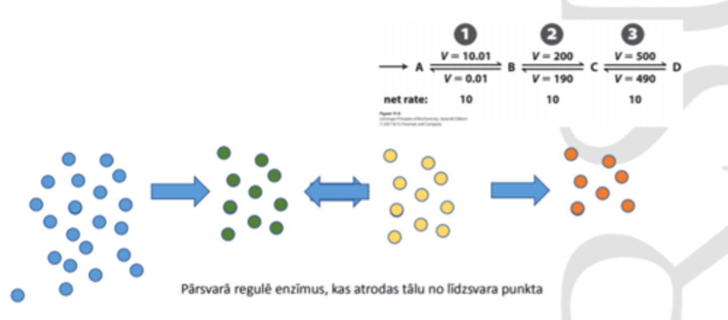 <p>lai regulētu kopējās plūsmas virzienu, vajag regulēt enzīmus, kas atrodas tālu no līdzsvara punkta</p>