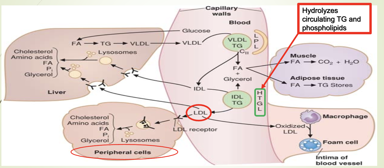 <ul><li><p><span>VLDL TGs are hydrolyzed by LPL → fatty acids + glycerol.</span></p></li><li><p><span>Fatty acids:</span></p><ul><li><p><span>Oxidized for energy (muscle)</span></p></li><li><p><span>Stored as TG (adipose)</span></p></li></ul></li><li><p><span>Glycerol: used by liver and tissues with </span><strong><span>glycerol kinase.</span></strong></p></li><li><p><span>VLDL → IDL → LDL via HTGL.</span></p></li><li><p><span>LDL can be:</span></p><ul><li><p><span>Endocytosed by liver</span></p></li><li><p><span>Endocytosed by peripheral cells</span></p></li><li><p><span>Oxidized and taken up by macrophage scavenger receptors → atherosclerosis</span></p></li></ul></li><li><p><span>HTGL deficiency:</span></p><ul><li><p><span>Low LDL</span></p></li><li><p><span>High TG</span></p></li><li><p><span>High cholesterol</span></p></li><li><p><span>Accumulation of VLDL + chylomicron remnants</span></p></li></ul></li></ul><p></p>