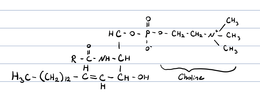 the most abundant sphingolipid

occurs in lipid rafts

* lipid raft: 10-200nm, heterogenous, ordered structures in the membrane