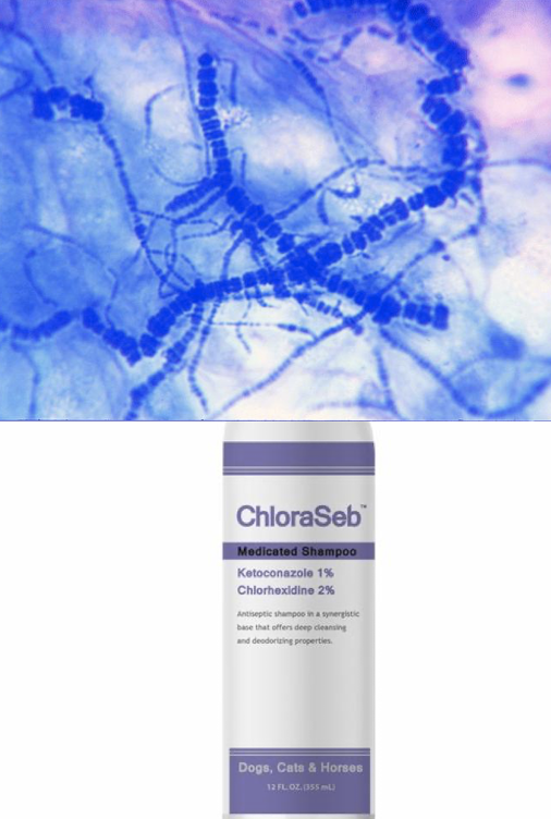 <p><strong>Diagnosis:</strong> saline slide smear or biopsy showing filamentous bacteria. </p><p><strong>Treatment:</strong> dry environment, antibacterial shampoo, topical antibiotic cream, and disinfecting grooming tools</p>