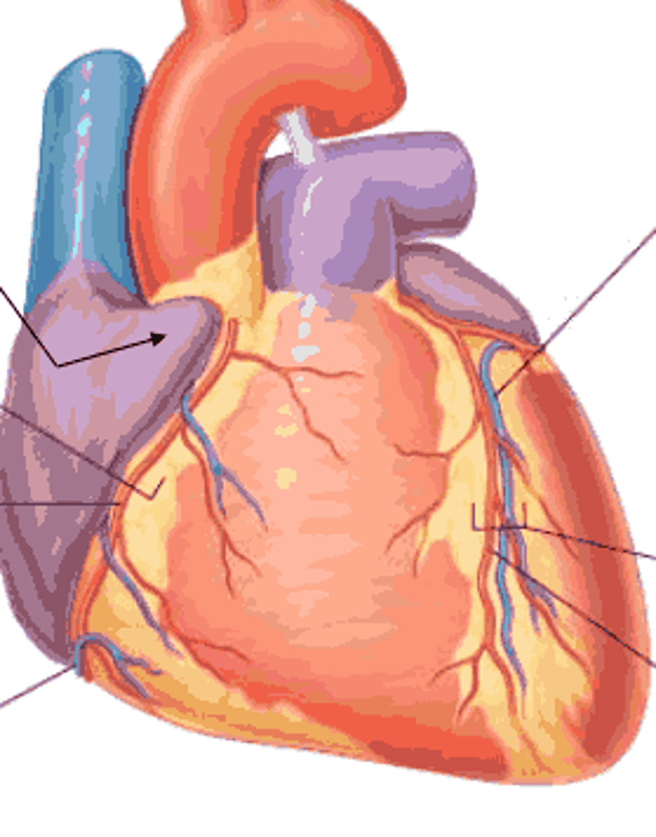 <p>What part of the heart is this?</p>
