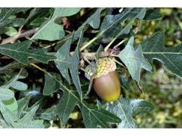 <p>Quercus gambelii. leaves lobed, hairy under. fuzzy acorn</p>