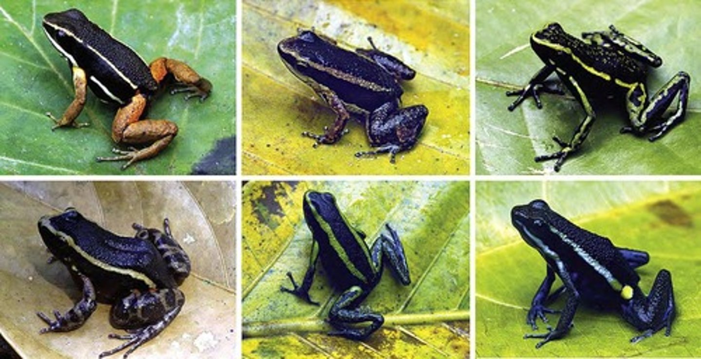<p>Non-toxic species mimic toxic species.</p>