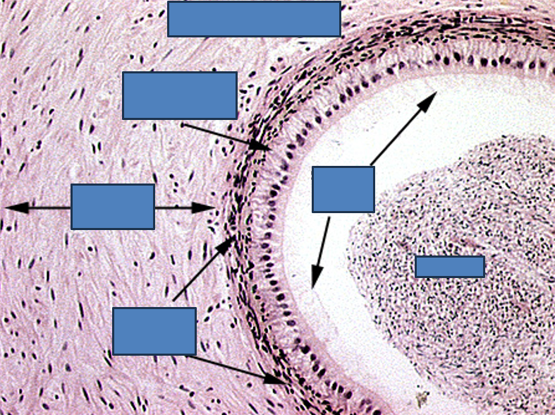 <p>Identify this structure</p>