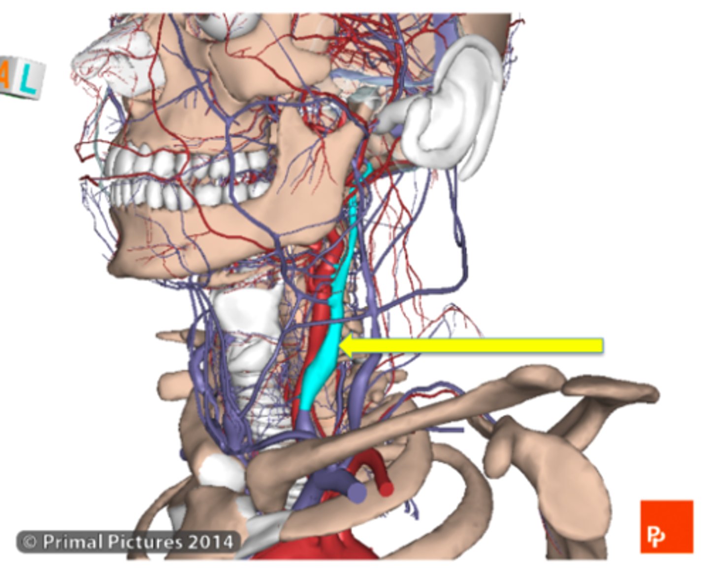 <p>Internal jugular vein</p>