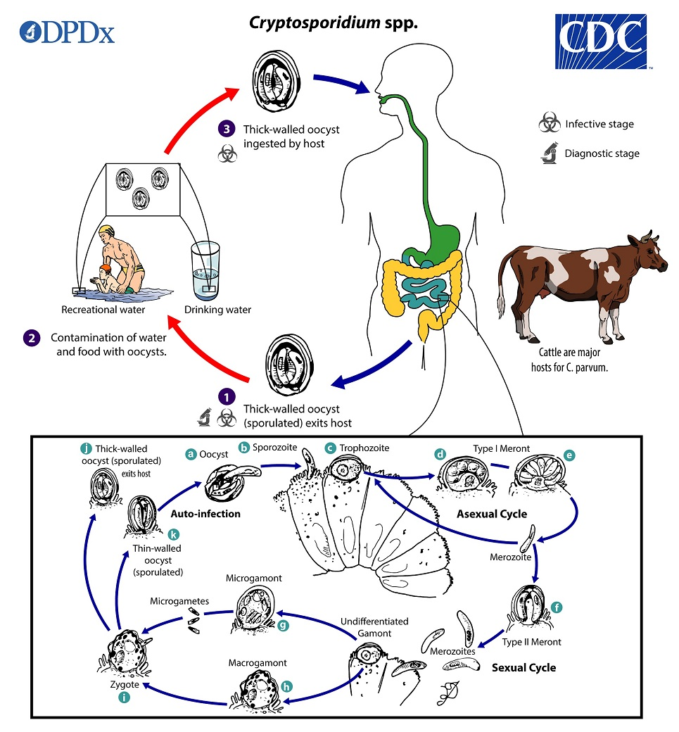 <ol><li><p>sporulated oocysts, w 4 sporozoites, excreted by host in feces</p></li><li><p>excystation occurs—sporozoites are released and parasitize the epithelial cells of the gastrointestinal tract</p></li><li><p>within the brush border, the parasites undergo asexual multiplication (schizogony/merogony) and then sexual multiplication (gametogony) producing microgamonts (male) and macrogamonts (female)</p></li><li><p>Upon fertilization of the macrogamonts by the microgametes oocysts develop and sporulate in the infected host</p><ul><li><p>zygotes give rise to thick- and thin-walled oocysts</p></li><li><p>thick-walled oocysts excreted from the host into the environment ; thin-walled oocysts involved in internal autoinfective cycle and are not recovered from stools</p></li></ul></li><li><p>oocysts are infectious upon excretion, enabling direct and immediate fecal-oral transmission</p></li></ol><p></p>
