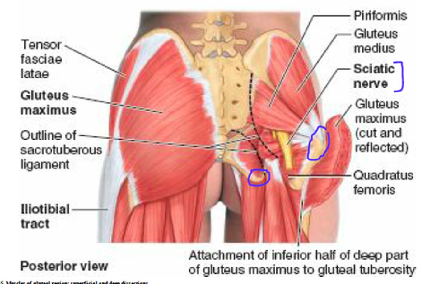 <p>gluteus maximus</p><p>gluteus medius</p><p>gluteus minimus</p><p>tensor fasciae latae</p>