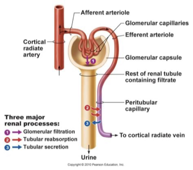 <p>BP forced fluids and solutes across glomerular capillaries into glomerular capsule</p><ul><li><p>passive process</p></li><li><p>leaky glomerular capillaries made of fenestrated endothelial cells (open windows)</p></li><li><p>high pressure and large surface area increases filtration efficiency</p></li><li><p><span>small molecules move down pressure gradient across filtration membrane</span></p></li></ul><p></p>