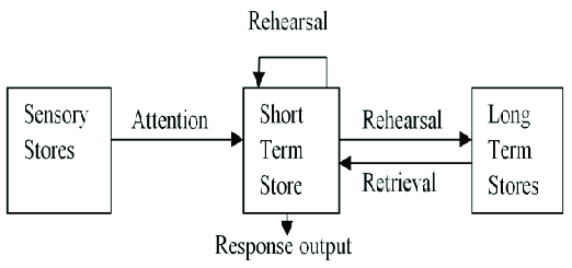 <p>Sensory register - STM - LTM </p>