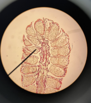 <p>Identify and label</p><p></p>