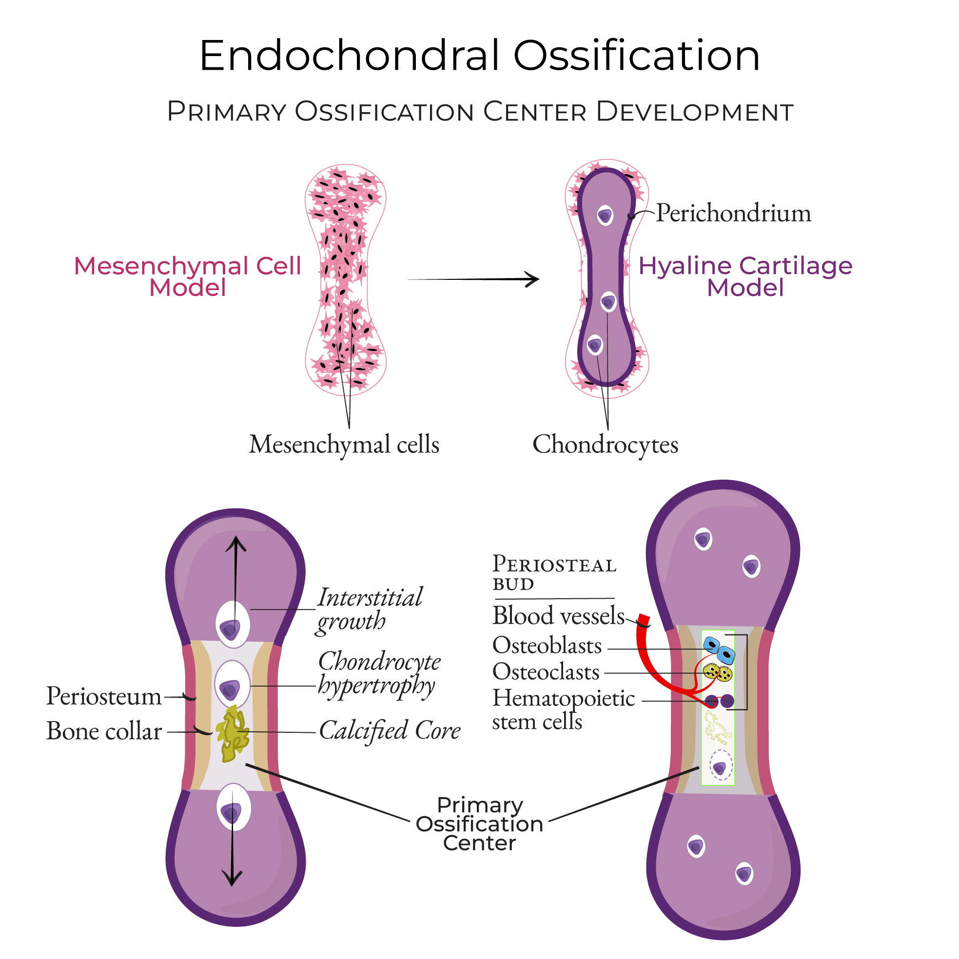<p><strong>Bone Formation: Endochondral Ossification</strong></p><p>-Begins during embryonic development, much more common than intramembranous ossification</p><p>-Mesenchymal stem cells (MSC) → ____________ → develops mineralized ________ scaffold → forms __________ → forms ____ bones and ____ other bone elements </p>