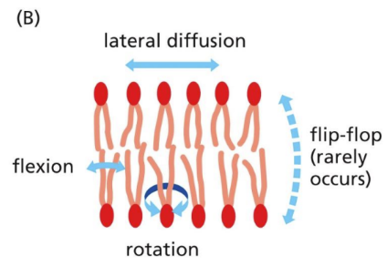 <p><span> basic structure for all cell membranes&nbsp;</span></p><ul><li><p class="Paragraph SCXW94142735 BCX0" style="text-align: left"><span>Has embedded proteins (50% covered in proteins)&nbsp;</span></p></li></ul><ul><li><p class="Paragraph SCXW94142735 BCX0" style="text-align: left"><span>Lipid molecules are amphiphilic (hydrophilic &amp;hydrophobic)&nbsp;</span></p></li></ul><ul><li><p class="Paragraph SCXW94142735 BCX0" style="text-align: left"><span>Contains cholesterol and glycolipids&nbsp;</span></p></li></ul><ul><li><p class="Paragraph SCXW94142735 BCX0" style="text-align: left"><span>Disordered lipid molecules&nbsp;&nbsp;</span></p><ul><li><p class="Paragraph SCXW94142735 BCX0" style="text-align: left"><span>Irregular and flexible spacing&nbsp;</span></p><ul><li><p class="Paragraph SCXW94142735 BCX0" style="text-align: left"><span>Kinks in fatty acid tails allow for more flexibility&nbsp;&nbsp;</span></p></li><li><p class="Paragraph SCXW94142735 BCX0" style="text-align: left"><span>Phospholipids are NOT bound to their location&nbsp;</span></p></li></ul></li></ul></li></ul><p></p>