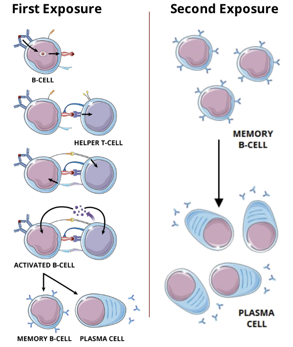 <ul><li><p>memory B cells differentiate from naive B cells and display the same membrane bound antibody as their parent cell</p></li><li><p>these cells have a longer lifespan than naive B cells, which contributes to lifelong immunity against many pathogens</p></li><li><p>individuals can often only become sick from a specific strain of bacteria for example, once in their lifetime</p><ul><li><p>this is because when a person becomes re-infected, the immune system is so efficient that they never display symptoms</p></li></ul></li></ul><p></p>