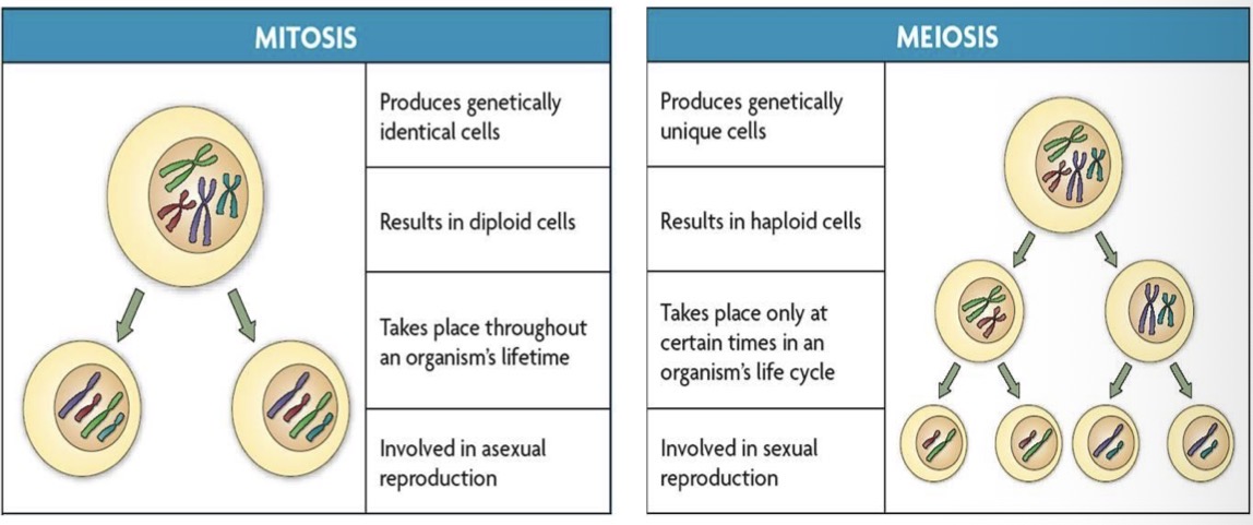<p>Mitosis</p><ul><li><p>genetically identical cells</p></li><li><p>Diploid cells</p></li><li><p>Throughout an organisms lifetime</p></li><li><p>Involved in asexual reproduction</p></li></ul><p>Meiosis</p><ul><li><p>genetically unique cells</p></li><li><p>Haploid cells</p></li><li><p>Only at certain times in the lift cycle</p></li><li><p>Involved in sexual reproduction </p></li></ul><p></p>
