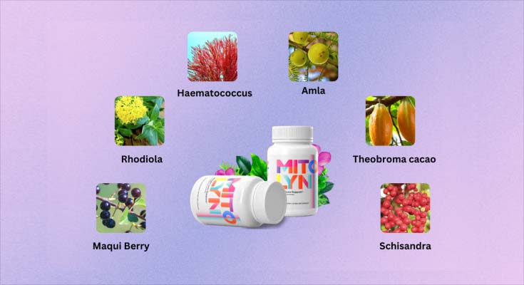 <p><strong>Mitolyn Review 2025: Is This Mitochondrial Supplement the Energy Boost You Need?</strong></p><p>Mitolyn aims to address these issues by providing a potent blend of ingredients that promote optimal mitochondrial function. By enhancing the production of ATP (adenosine triphosphate), the energy currency of cells, Mitolyn helps boost energy levels, improve mental clarity, and support healthy metabolism. With its carefully selected ingredients, including antioxidants and compounds known to support mitochondrial health, Mitolyn has garnered attention from those looking to improve their vitality, reduce fatigue, and manage weight more effectively. Whether you're struggling with low energy or looking to enhance your overall well-being, Mitolyn offers a promising solution to improve mitochondrial function and optimize cellular health.</p>