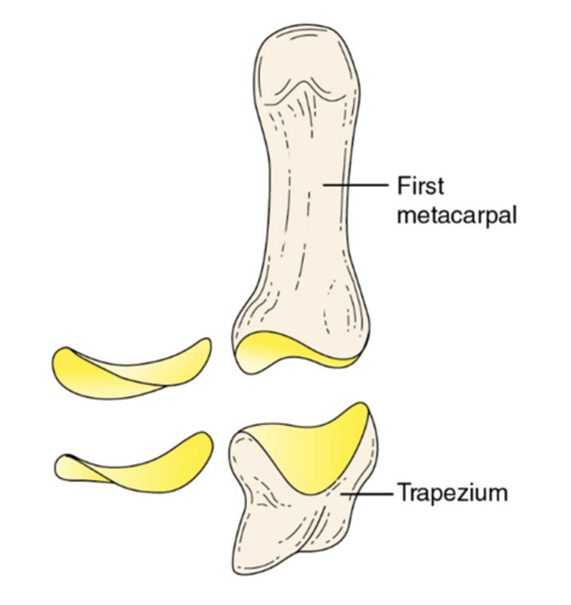 <ul><li><p>starting position is with the side of the thumb resting against the anterior surface of the second metacarpal</p></li></ul><ul><li><p>triaxial</p></li><li><p>saddle joint</p></li></ul><p></p>