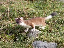 <p>Mustela erminea</p>