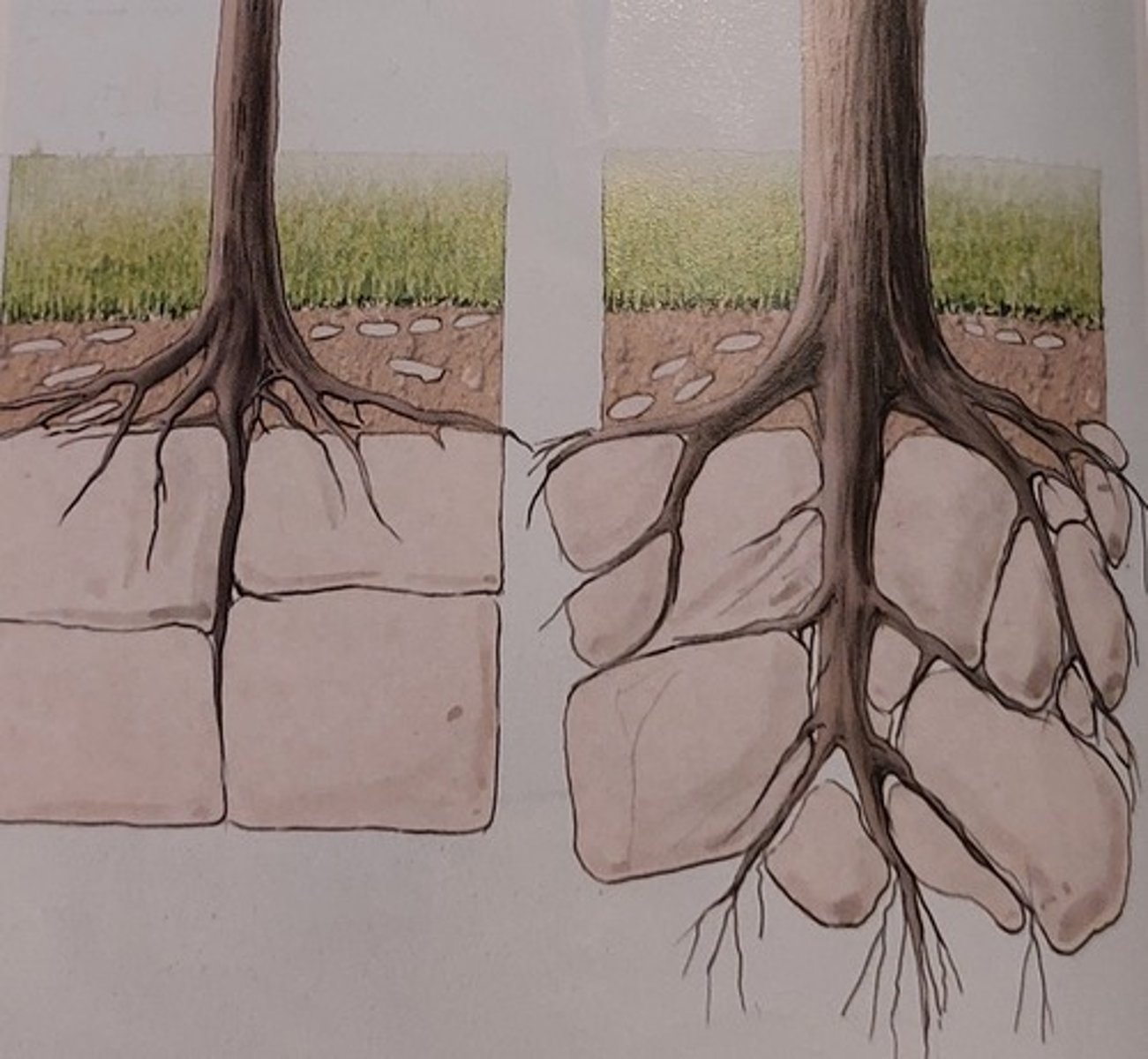 <p>een type verwering dat optreedt door de inwerking van planten en organismen</p><p>bv: algen, vogel kak</p>