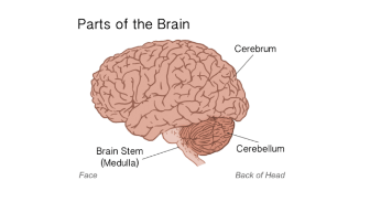 part of the brain stem; regulates INVOLUNTARY survival functions such as blood pressure, heart rate, breathing, digestion, vomiting, swallowing, defecation and blinking. 