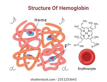 <p>2 phần:</p><ol><li><p>Vòng protoporphyrin IX.</p></li><li><p>Fe2+.</p></li></ol><p></p>