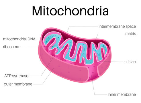 <p>Mitochondria </p>