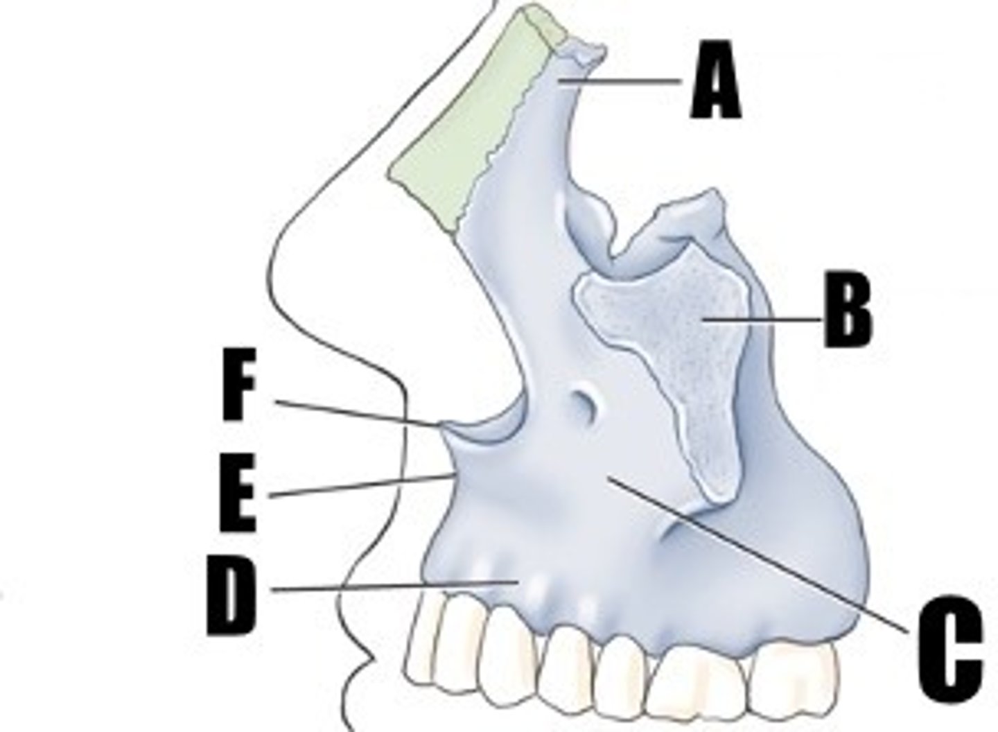 <p>what part of bone is C</p>