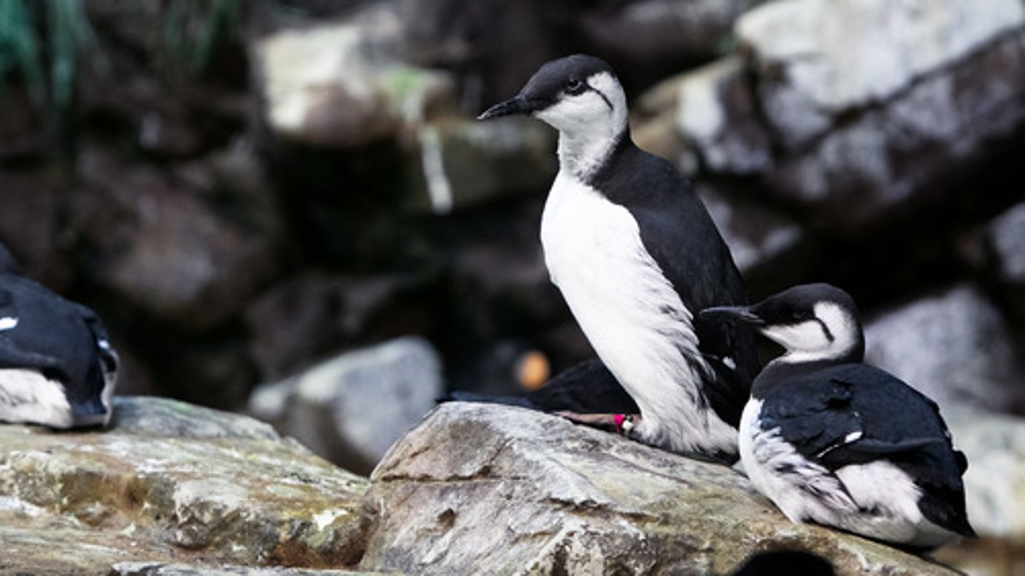 <p>Charadriiformes, Alcidae</p>