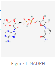 <p>nicotinamide adenine dinucleotide phosphate NADPH</p>