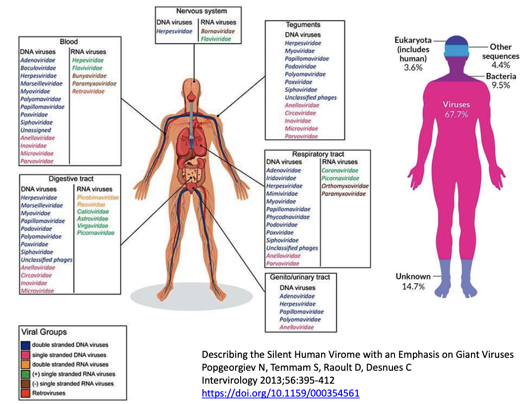<p>Describe human body in terms of <strong>genome composition</strong></p>