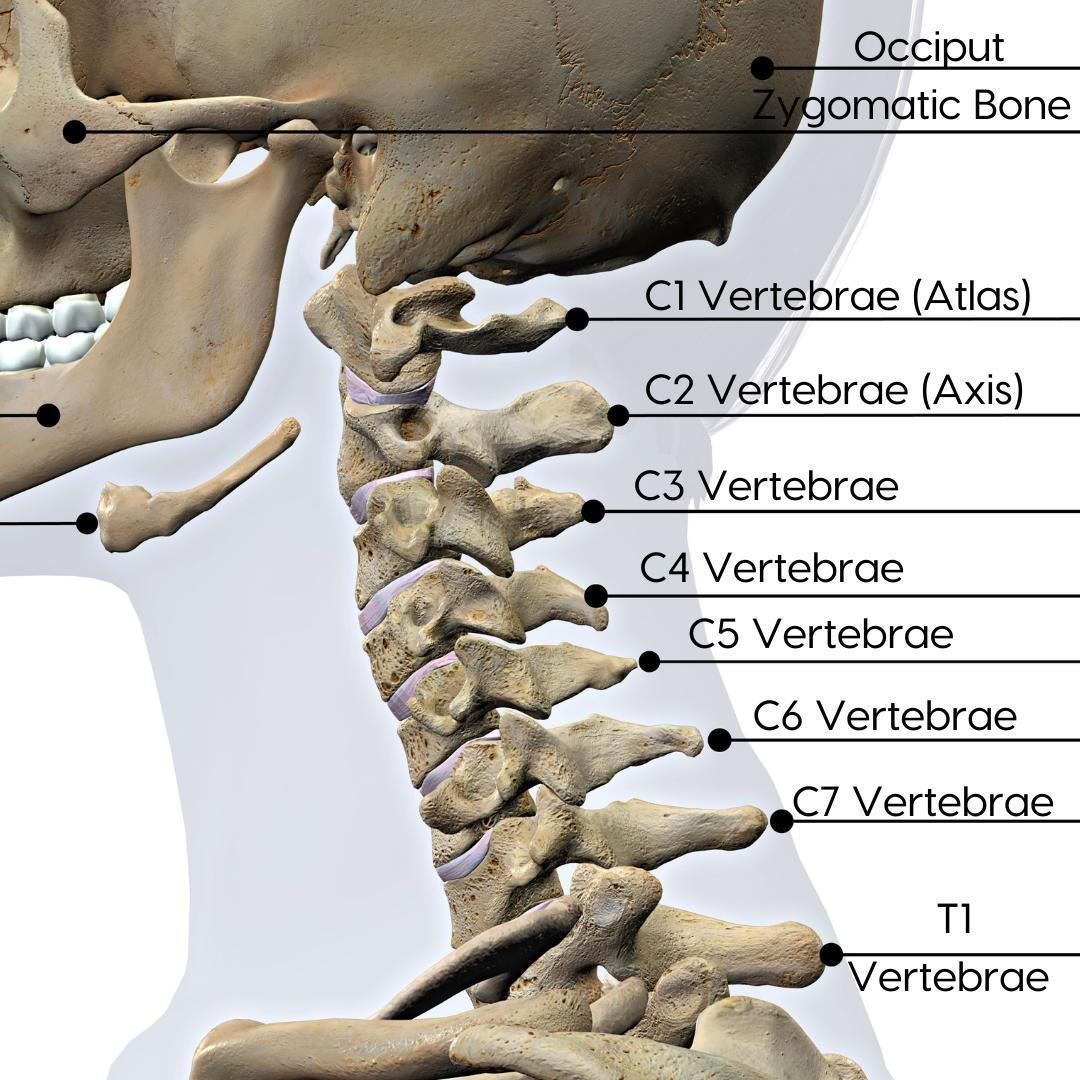 <p><span>the upper portion of the spinal column, consisting of the first seven vertebrae (C1 to C7) located in the neck</span></p>