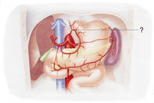 <p><span>branching off of the celiac trunk</span></p>