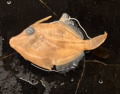 <p><strong>Steph</strong>en the filefish likes <strong>his</strong>tory</p>