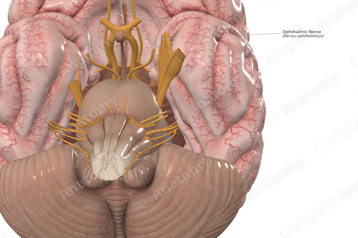 <p>Conducts sensory impulses from the eye, tear gland, skin of anterior scalp, forehead, and upper eyelid.</p>