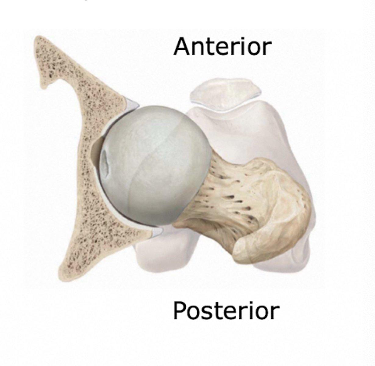 <p>femoral head is exposed anteriorly and slightly superiorly during normal standing</p>