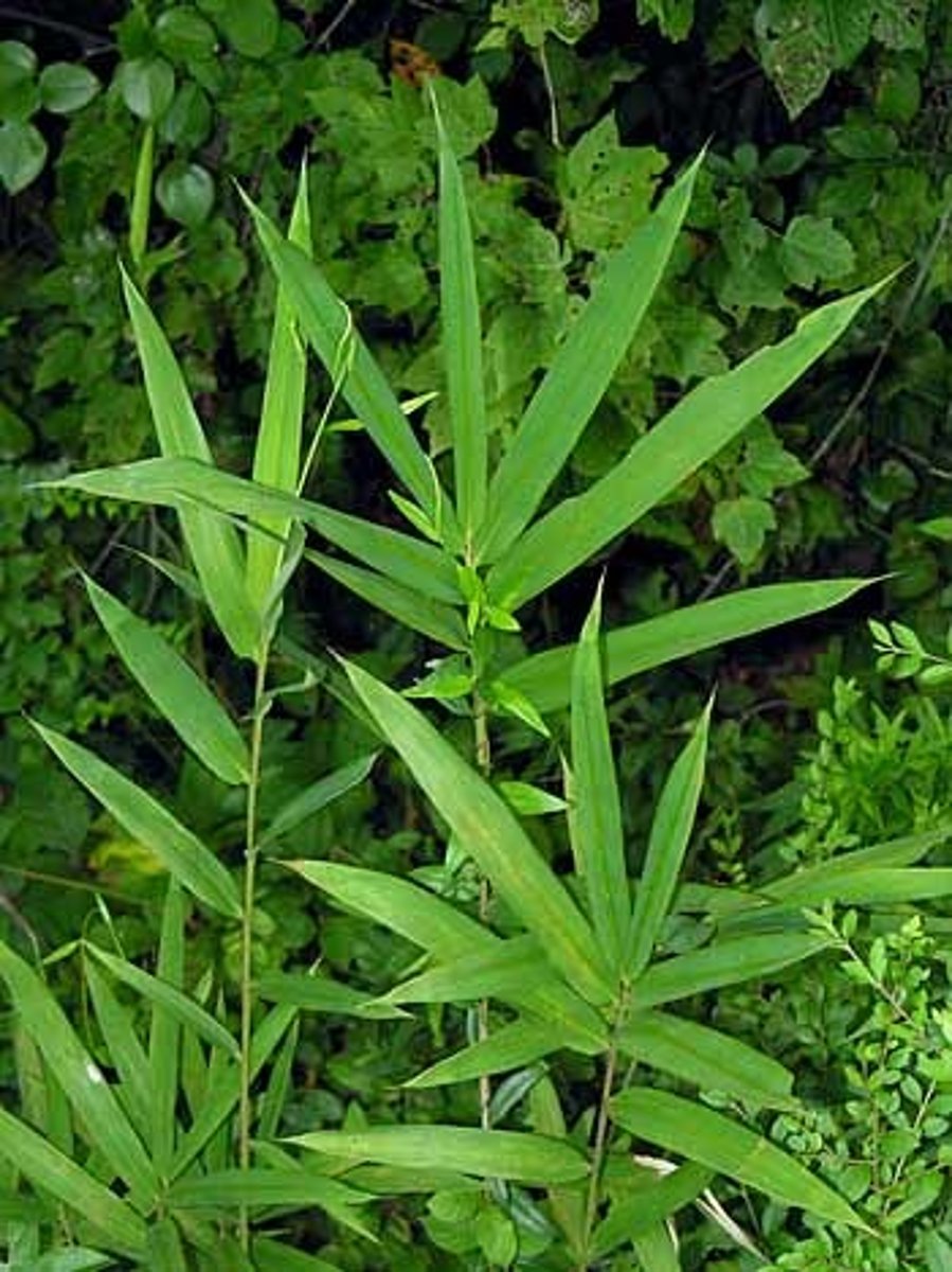 <p>Native<br>Grass<br>Nesting for hooded warblers</p>