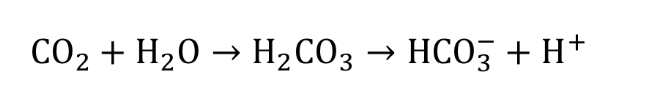 <p>Hypoventilation</p><ul><li><p>allows CO2 to accumulate in body fluids faster than we can exhale it</p></li><li><p>Shifts the CO2 reaction to the right</p></li><li><p>Raises number of H+ ions, lowering the pH back to normal</p></li></ul><p></p>