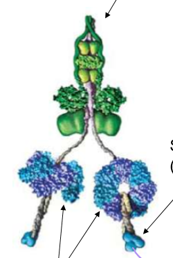 <p>Describe Dynein’s structure</p>