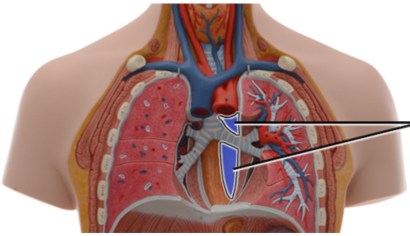 <p><span style="font-family: Arial; font-size: 11px; color: rgb(0, 0, 0);">Name this structure of the heart.</span></p>