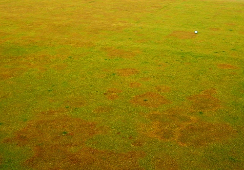 <p>Take all Patch microscopic signs</p>