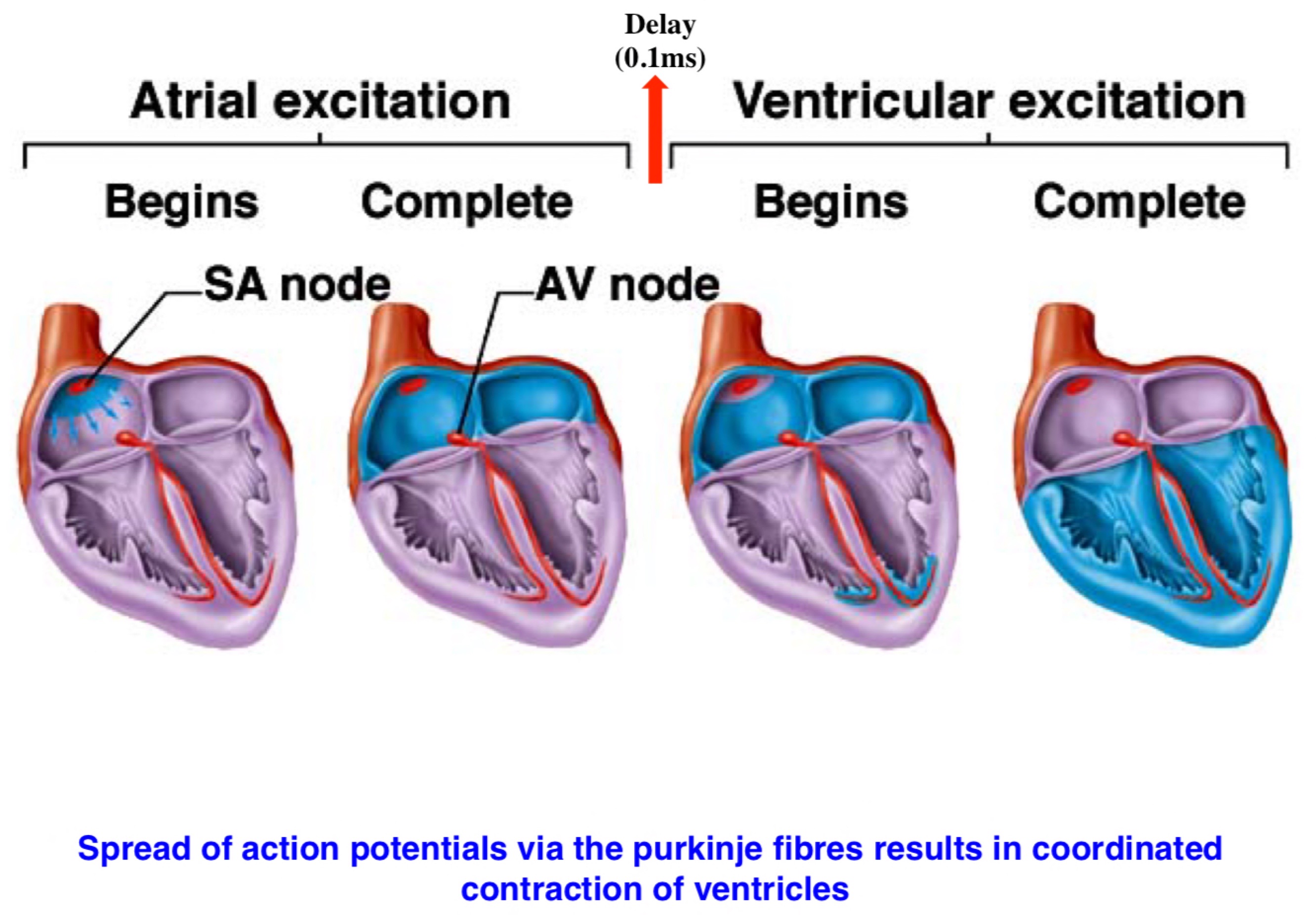 <ul><li><p>Delay at AV node allows atria to contract before ventricles</p></li><li><p>Pacemaker cells spontaneously generate electrical activity… muscles spread electrical impulse across all atria (only pushes 10% of blood, vacuum draws in the rest)</p></li><li><p>Delay AV node, spread down fibres contracts heart upwards from apex</p></li></ul>