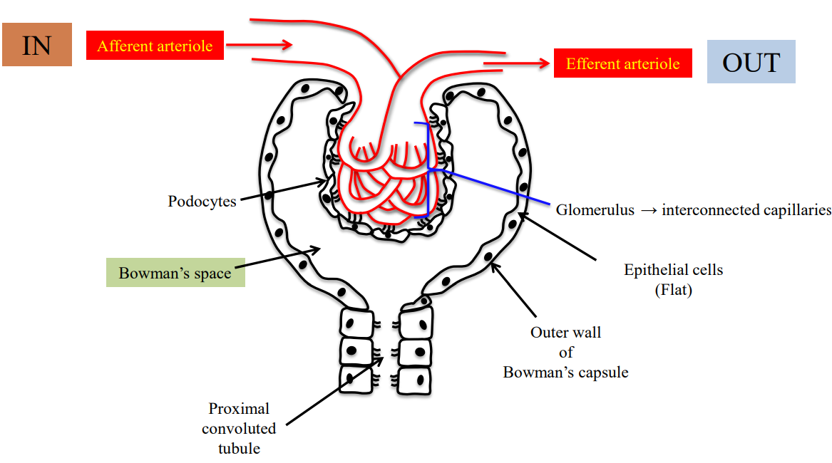 <ul><li><p>Conducted away from; blood is being taken away from the renal corpuscle by the efferent arteriole.</p></li></ul><p></p>