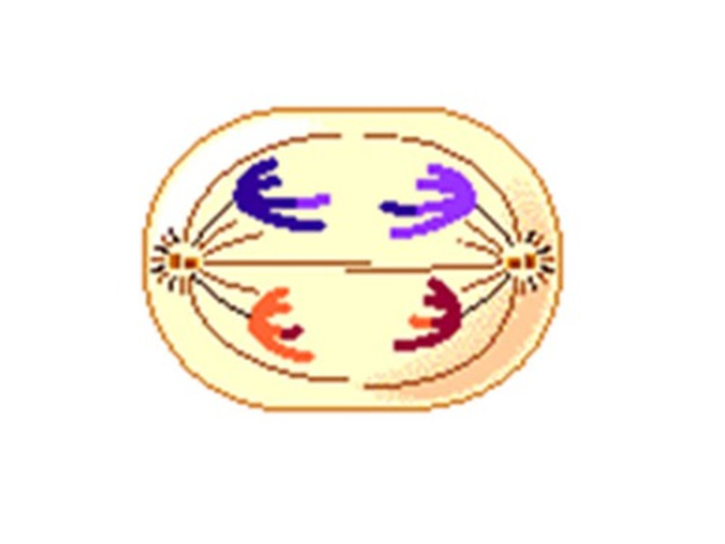 <p>Identify this phase</p>