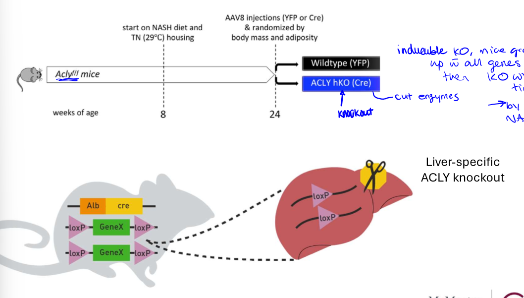 <p>deletion of ACLY gene through knockout technique (ACLY hKO (Cre (cut enzyme)) this means that mice grow up with the enzyme and then the KO is induced when the ND starts</p>