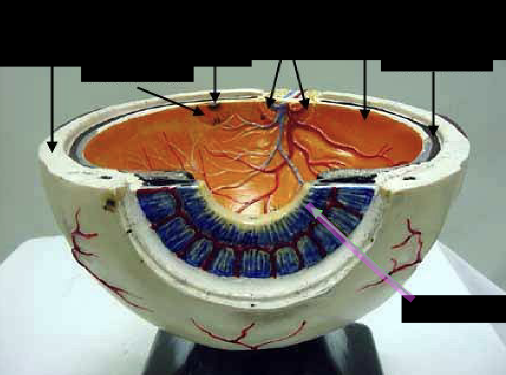<p>what is this part of the eye?</p>