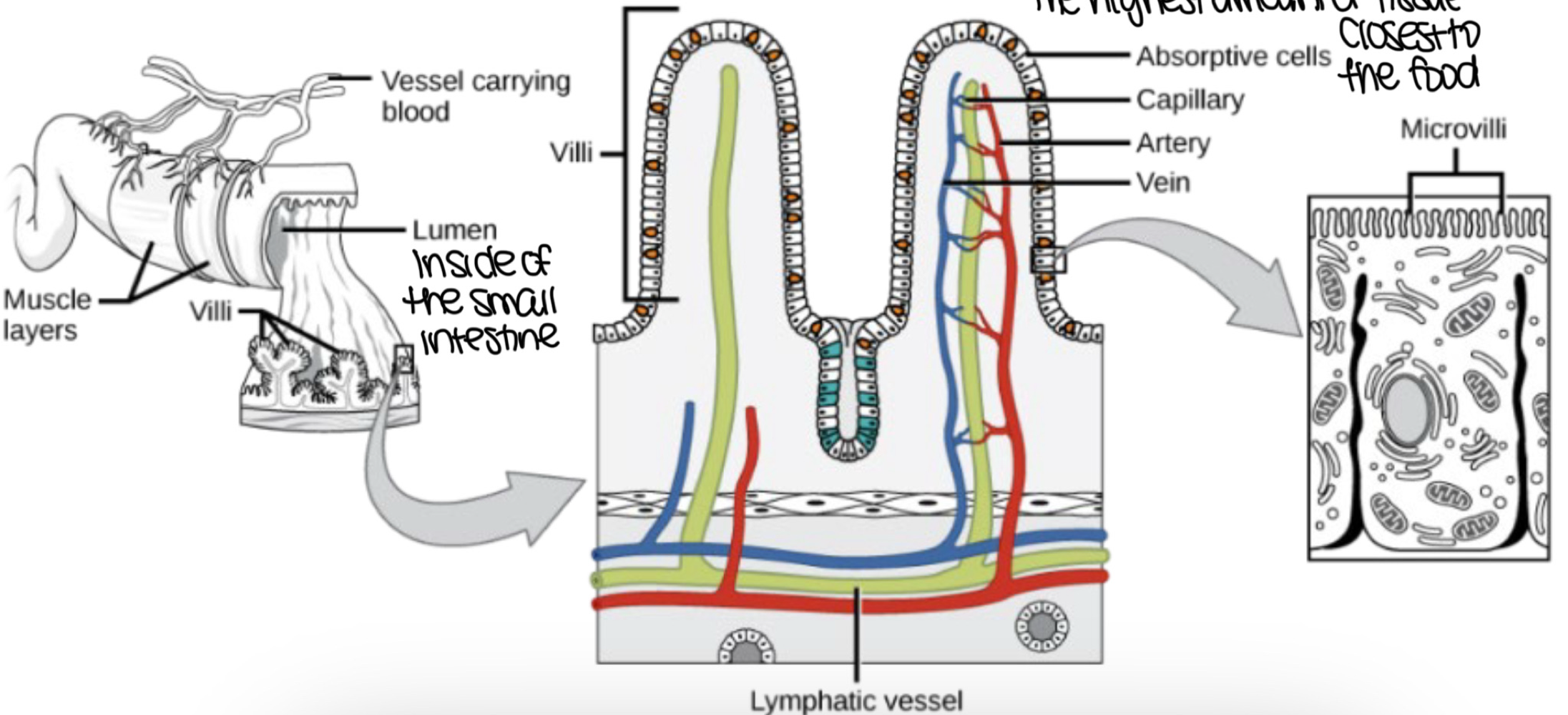 <p>in the <span style="color: rgb(131, 205, 71)"><strong>small intestine</strong></span>, (long hollow tube-like structure closest to the food), ___ occurs and ___ is no longer happening </p>